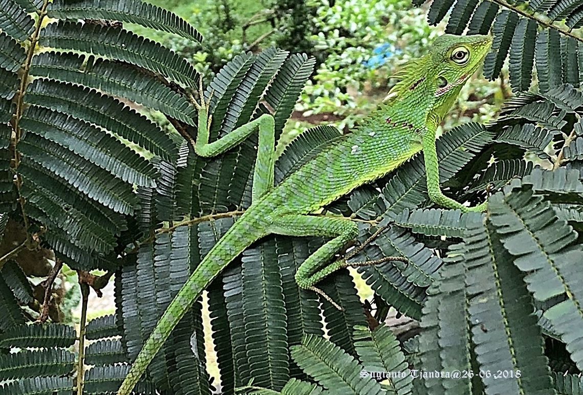 Green Crested Lizard, Bronchocela cristatella  Bronchocela cristatella,Geotagged,Green Crested Lizard,Indonesia,Winter
