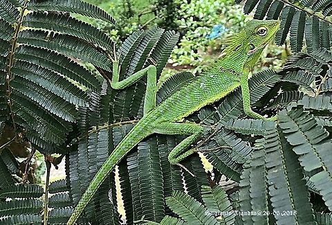 Green Crested Lizard, Bronchocela cristatella  Bronchocela cristatella,Geotagged,Green Crested Lizard,Indonesia,Winter
