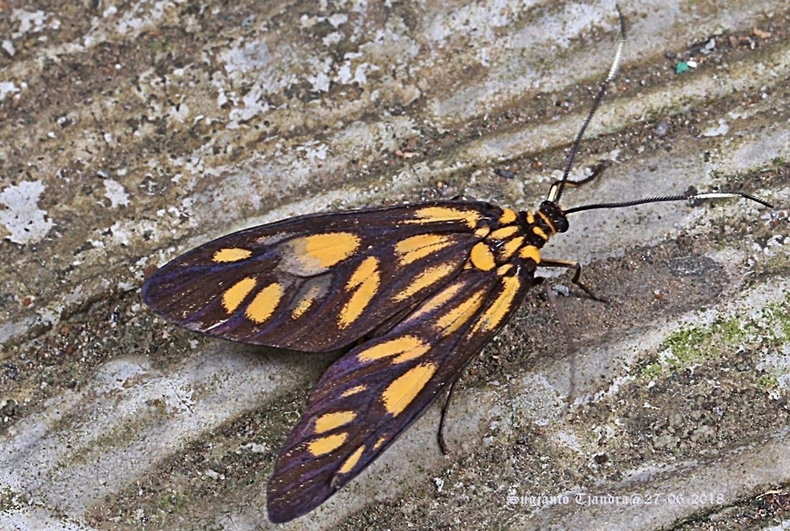 Spotted Tiger Moth, Amata pfeifferae I'm not sure whether this is Amata trigonophora or else. Anyone knows about this moth pls provide me with the correct ID. Thanks Fall,Geotagged,Indonesia