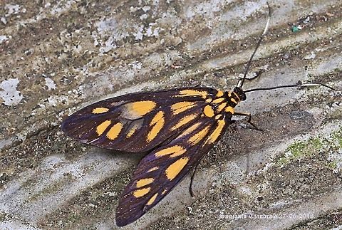 Spotted Tiger Moth, Amata pfeifferae I'm not sure whether this is Amata trigonophora or else. Anyone knows about this moth pls provide me with the correct ID. Thanks Fall,Geotagged,Indonesia
