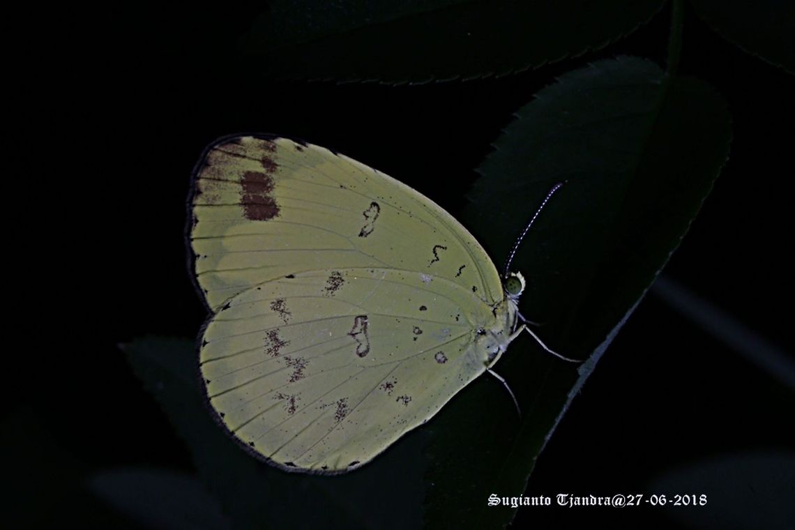 Three Spot Grass Yellow, Eurema blanda Eurema blanda (Three Spot Grass Yellow); note the three spots near the bottom edge of the front wing. This descrition is given by Mr. Tai LA, a butterfly expert from Singapore. Common Grass Yellow,Eurema hecabe,Fall,Geotagged,Indonesia