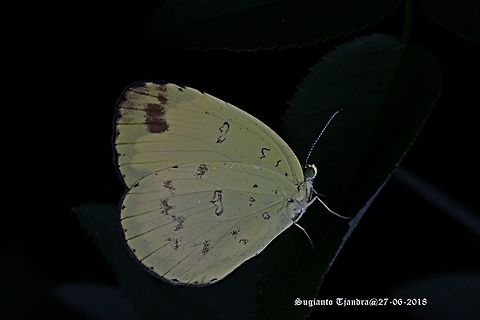 Three Spot Grass Yellow, Eurema blanda Eurema blanda (Three Spot Grass Yellow); note the three spots near the bottom edge of the front wing. This descrition is given by Mr. Tai LA, a butterfly expert from Singapore. Common Grass Yellow,Eurema hecabe,Fall,Geotagged,Indonesia