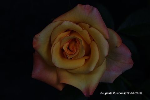 Rose flower  Fall,Geotagged,Indonesia,Toxopneustes roseus