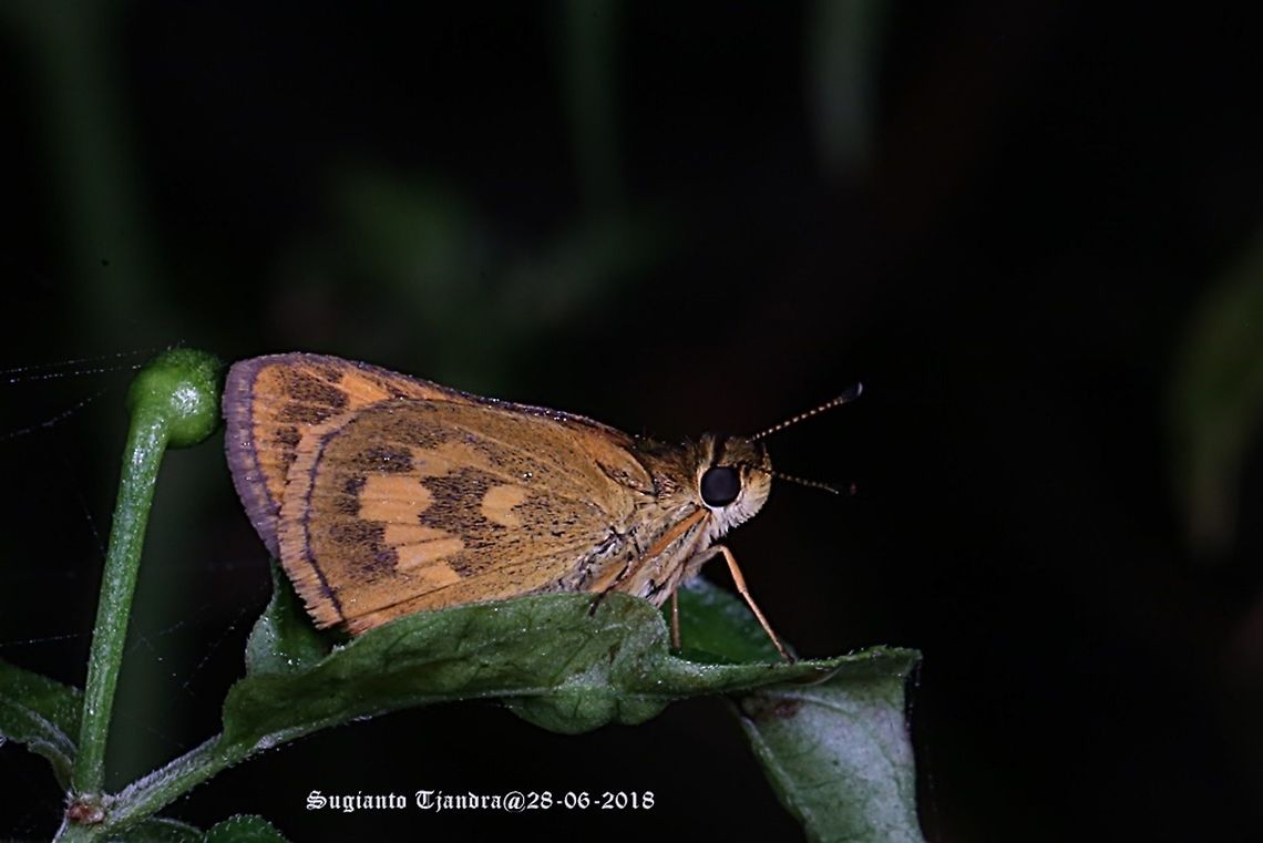 Skipper Butterfly - Yellow Grass Dart (Taractrocera archias)  Fall,Geotagged,Indonesia,Taractrocera archias