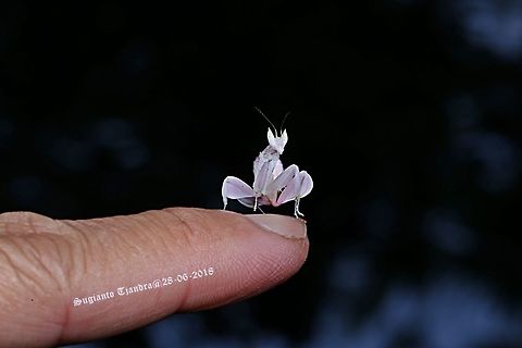 Orchid Mantis, Hymenopus coronatus  Fall,Geotagged,Hymenopus coronatus,Indonesia,Malaysian Orchid Mantis