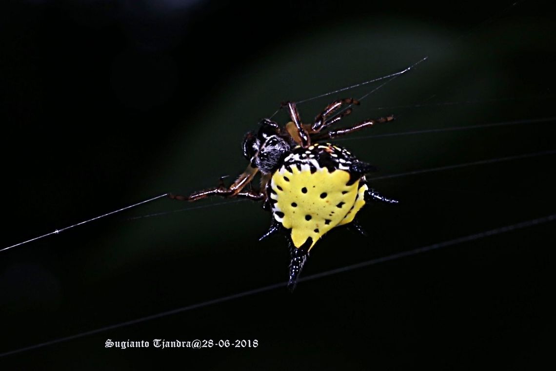 Hasselt's spiny spider, Gasteracantha hasselti, Araneidae Sp  Fall,Gasteracantha hasselti,Geotagged,Hasselt's spiny spider,Indonesia