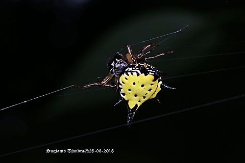 Hasselt's spiny spider, Gasteracantha hasselti, Araneidae Sp  Fall,Gasteracantha hasselti,Geotagged,Hasselt's spiny spider,Indonesia