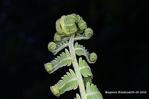 Fern  Fall,Geotagged,Indonesia