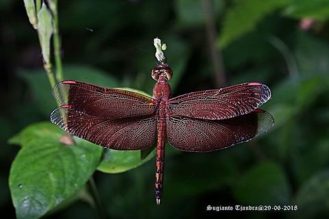 Red Grasshawk Dragonfly / Neurothemis fluctuans, Neurothemis sp  Fall,Geotagged,Indonesia,Neurothemis fluctuans,Neurothemis stigmatizans,Red Grasshawk