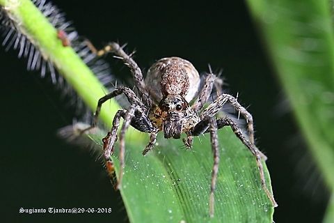 Wolf Spider (Lycosidae)  Fall,Geotagged,Indonesia