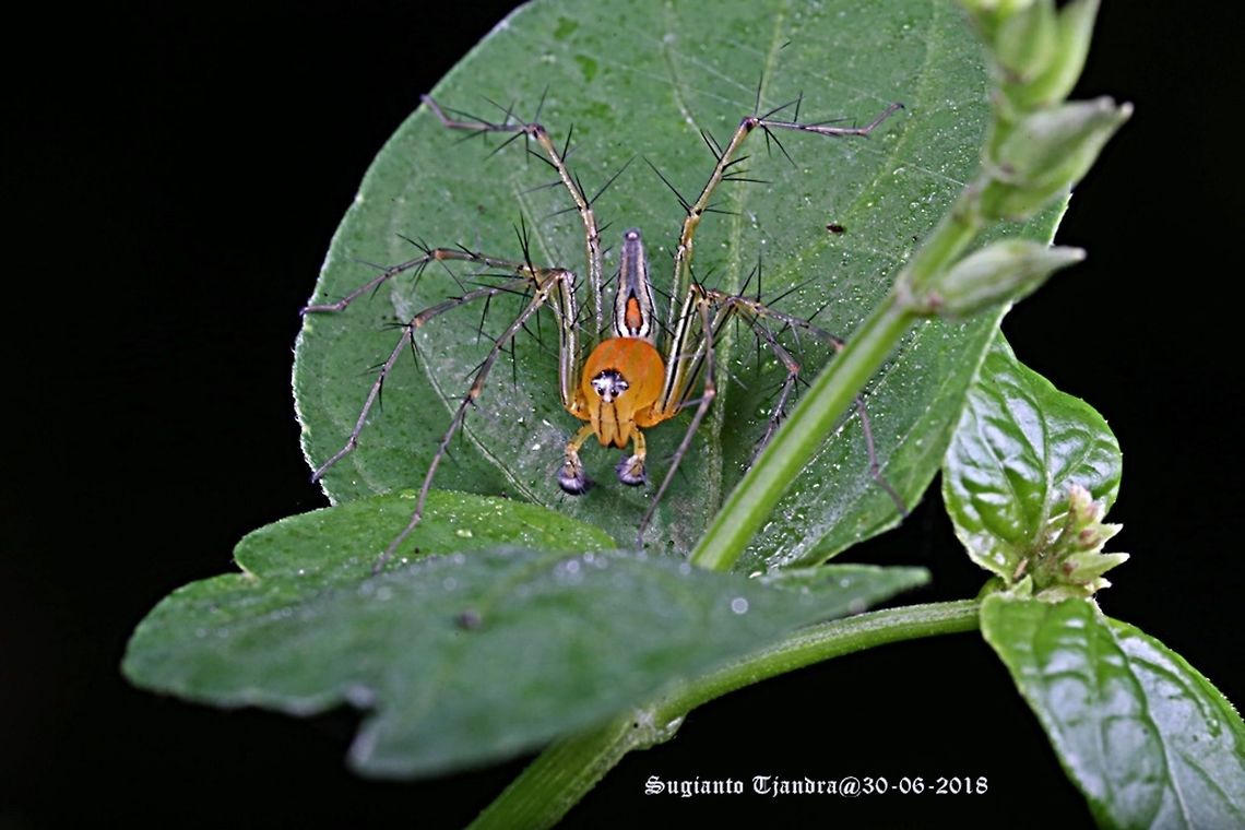 Lynx Spider (Oxyopidae Sp)  Fall,Geotagged,Indonesia