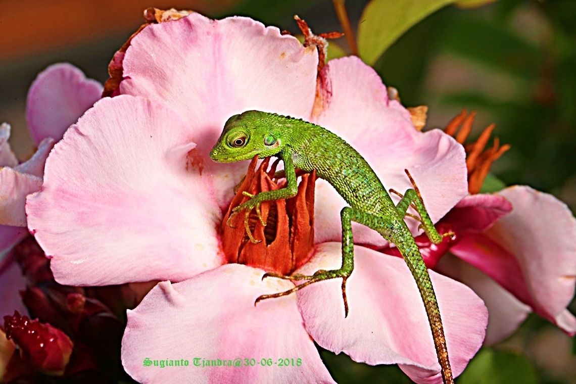 Green Crested Lizard, Bronchocela cristatella  Bronchocela cristatella,Fall,Geotagged,Green Crested Lizard,Indonesia
