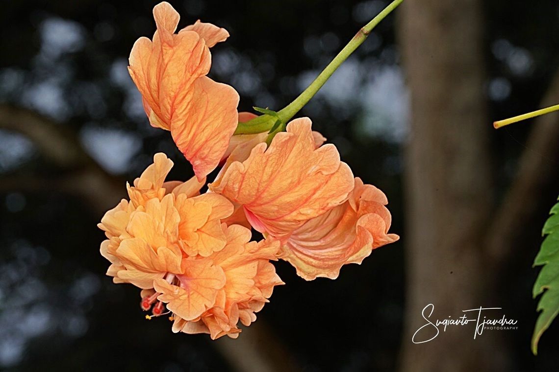 Hibiscus flower  Chinese hibiscus,Fall,Geotagged,Hibiscus rosa-sinensis,Indonesia
