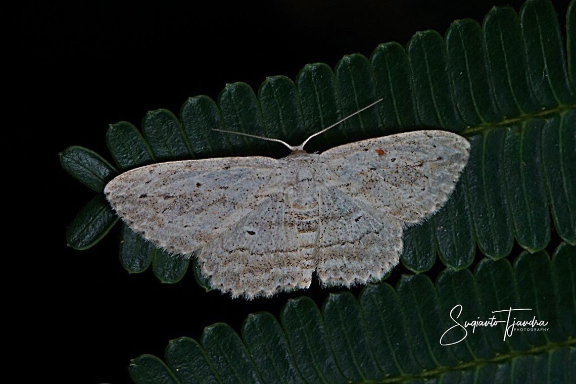 Moth  Fall,Geotagged,Indonesia