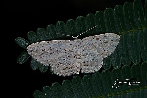 Moth  Fall,Geotagged,Indonesia