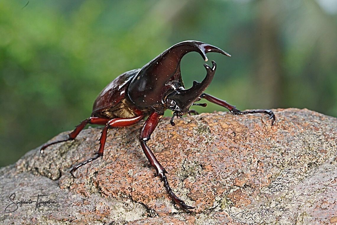 The brown rhinoceros beetle, Xylotrupes gideon  Fall,Geotagged,Indonesia,Siamese rhinoceros beetle,Xylotrupes gideon