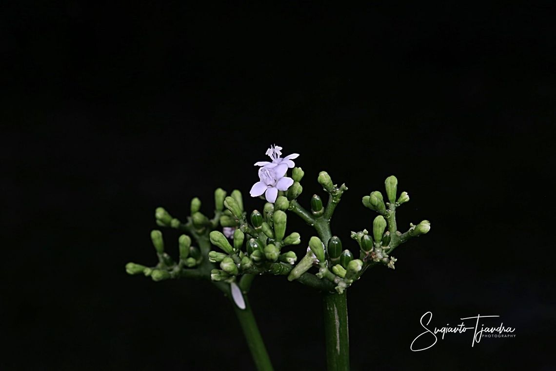 Unknown flower  Fall,Geotagged,Indonesia