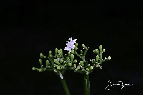 Unknown flower  Fall,Geotagged,Indonesia