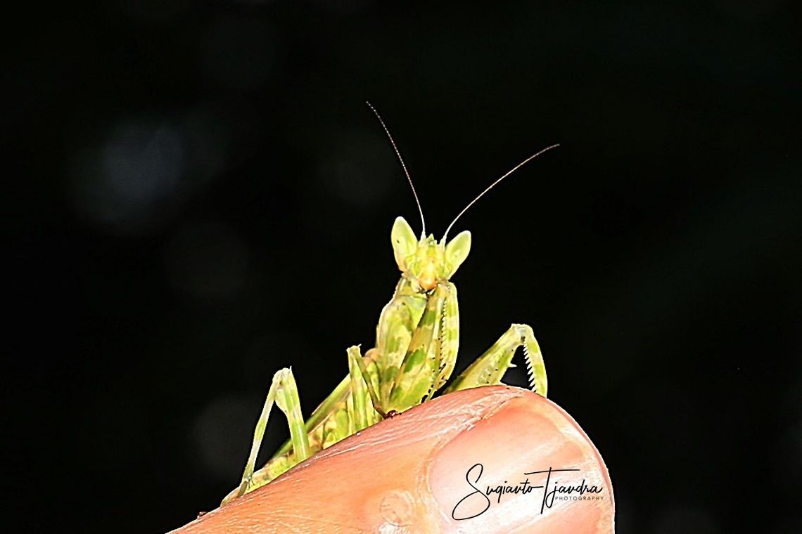Flower mantis - Creobroter Sp  Creobroter Sp,Creobroter pictipennis,Fall,Geotagged,Indonesia