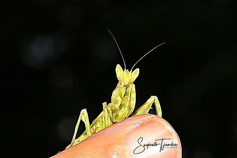 Flower mantis - Creobroter Sp  Creobroter Sp,Creobroter pictipennis,Fall,Geotagged,Indonesia