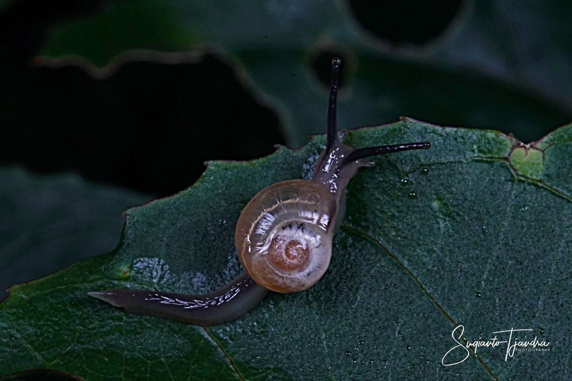 Soft shell Garden Snail  Fall,Geotagged,Indonesia