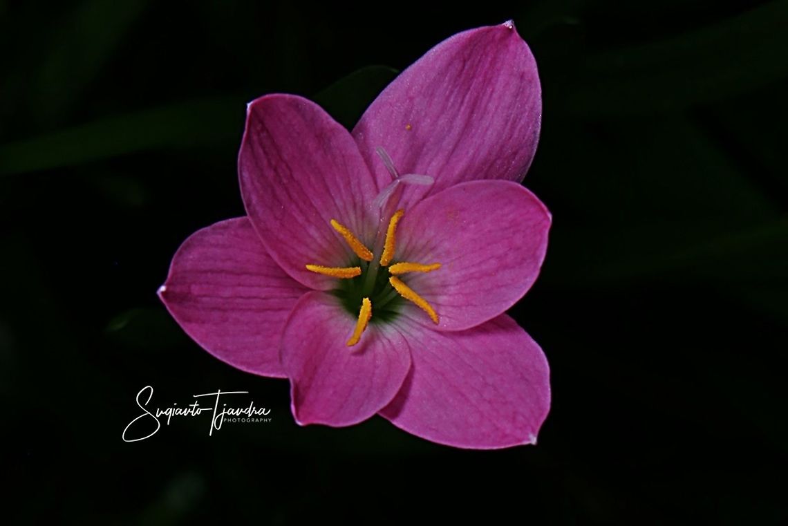 Lily of the rain  Fall,Geotagged,Indonesia,Zephyranthes carinata,rosepink zephyr lily