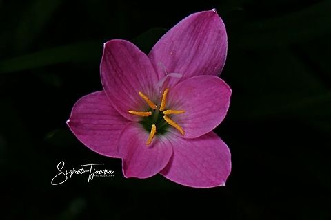 Lily of the rain  Fall,Geotagged,Indonesia,Zephyranthes carinata,rosepink zephyr lily