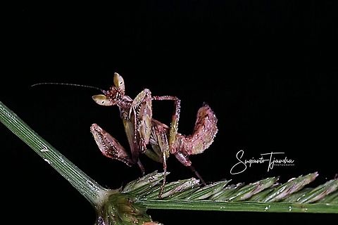 Flower mantis, Creobroter pictipennis (???)  Fall,Geotagged,Indonesia