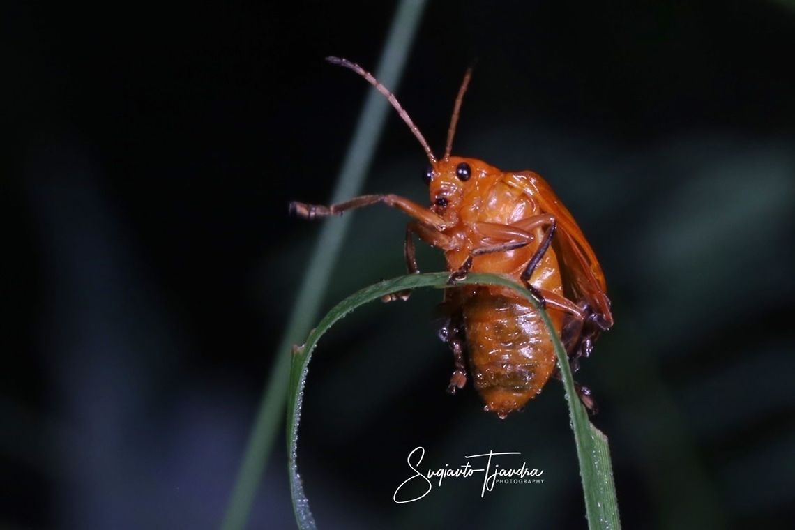 Large orange leaf beetle  Fall,Geotagged,Indonesia,Spring