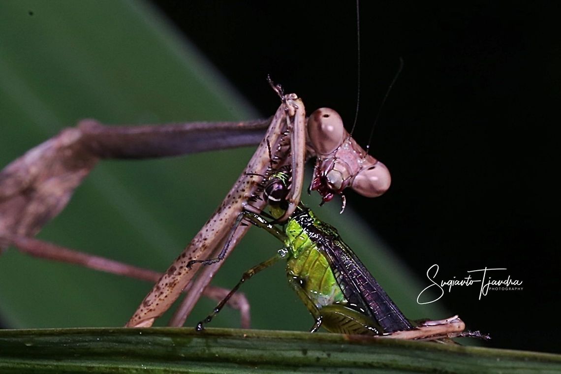 Giraffe mantis, Euchomenella sp with Prey  Euchomenella heteroptera,Fall,Geotagged,Giraffe Mantis,Indonesia