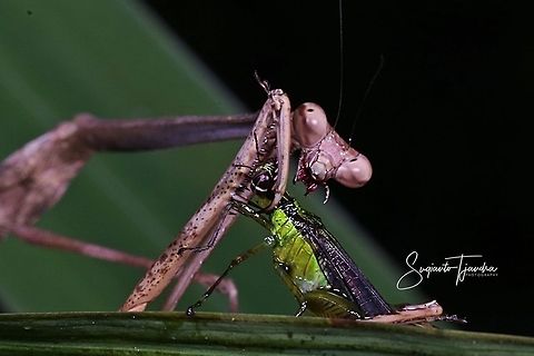 Giraffe mantis, Euchomenella sp with Prey  Euchomenella heteroptera,Fall,Geotagged,Giraffe Mantis,Indonesia