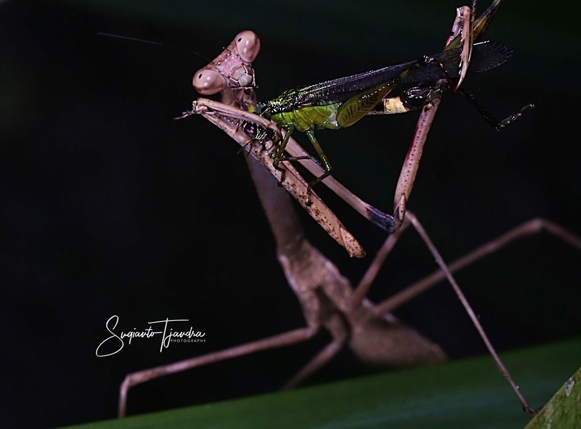 Giraffe mantis, Euchomenella sp with Prey  Euchomenella heteroptera,Fall,Geotagged,Giraffe Mantis,Indonesia