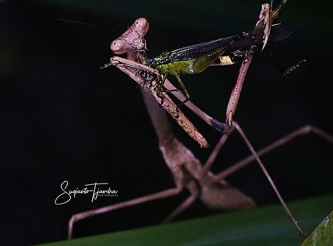Giraffe mantis, Euchomenella sp with Prey  Euchomenella heteroptera,Fall,Geotagged,Giraffe Mantis,Indonesia