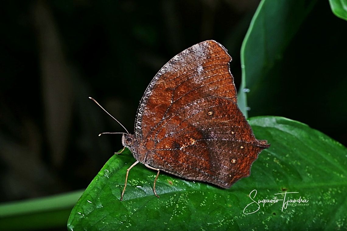 Dark Evening Brown (Melanitis phedima) Description given by Mr. Tai LA of &quot;Butterfly &amp; Macro Singapore&quot; :  The Dark Evening Brown (Melanitis phedima) has tail sharper and longer than Melanitis leda (which tends to be shorter and stubbier); forewing top margin is strongly convex Dark evening brown,Fall,Geotagged,Indonesia,Melanitis phedima