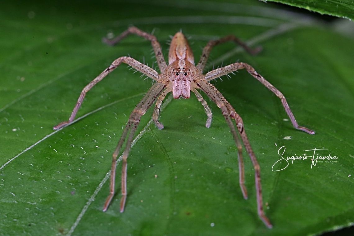 Wandering Spider (Unknown Species)  Fall,Geotagged,Indonesia