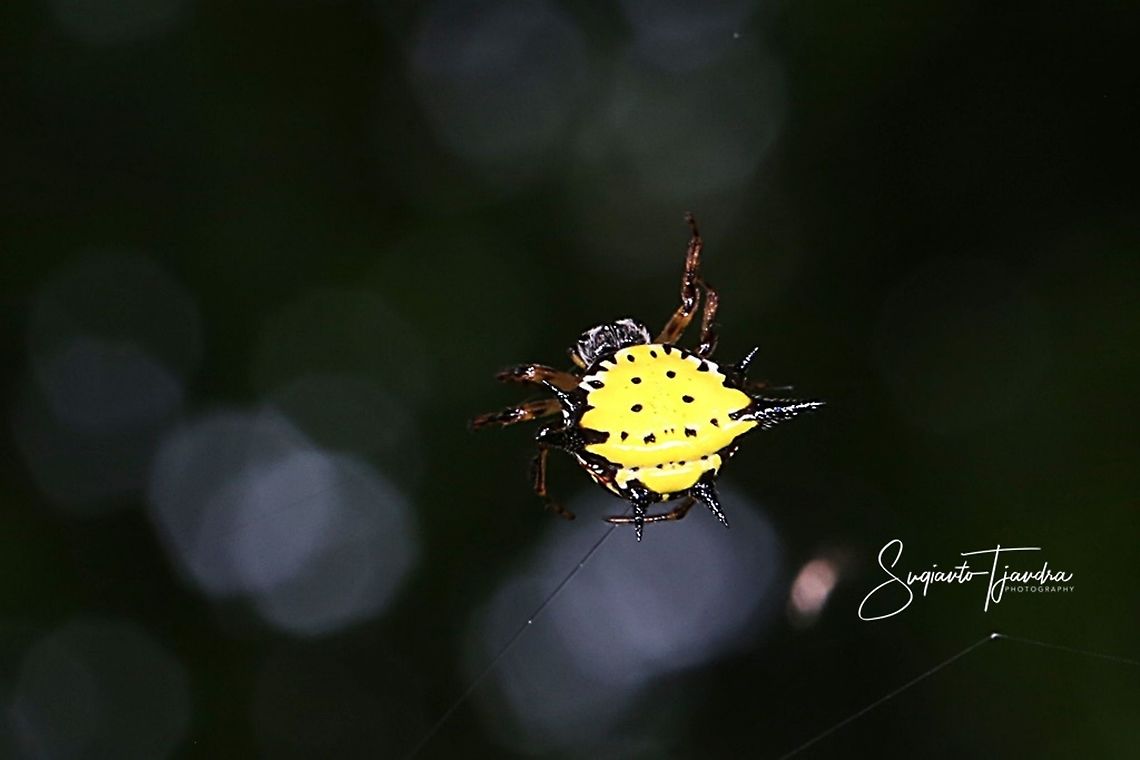 Hasselt's spiny spider, Gasteracantha hasselti, Araneidae Sp  Fall,Gasteracantha hasselti,Geotagged,Hasselt's spiny spider,Indonesia