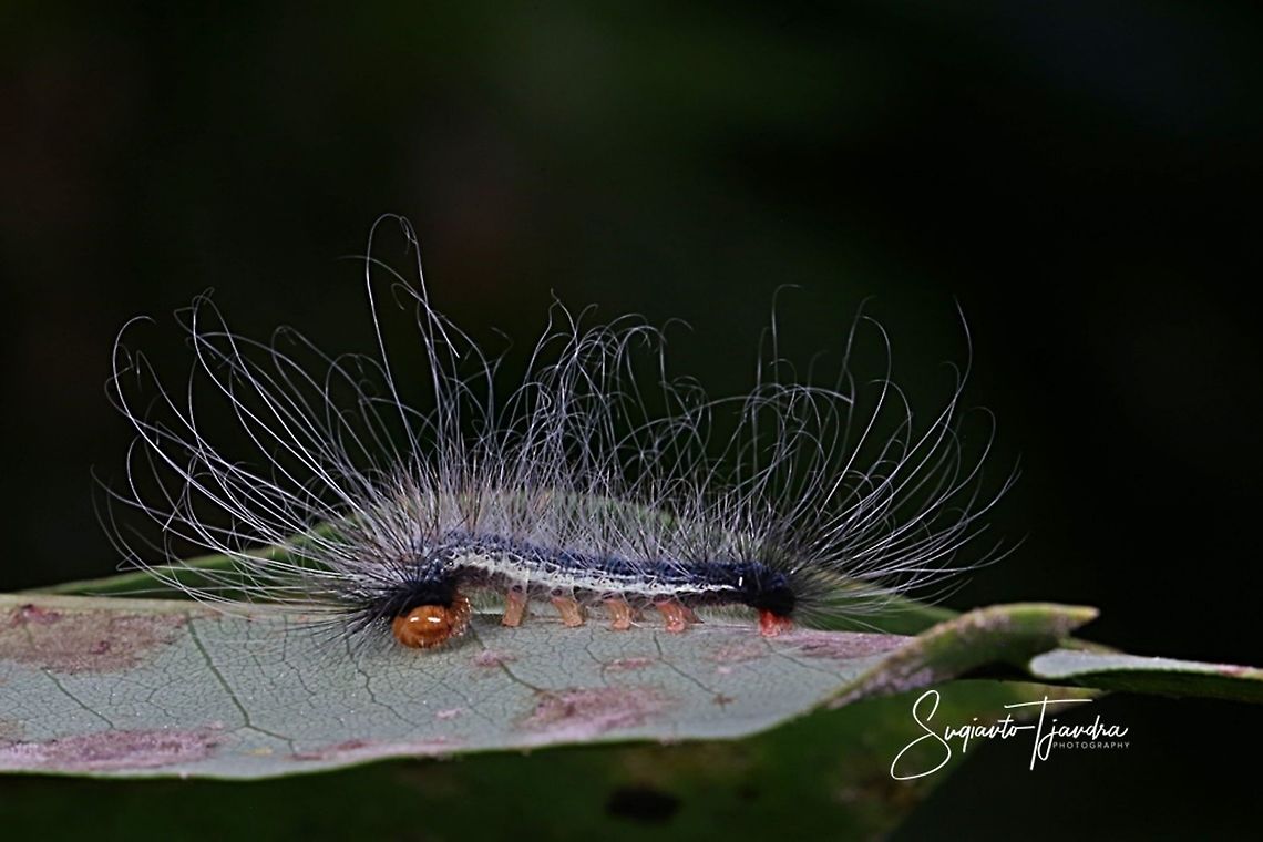 Hairy Caterpillar  Fall,Geotagged,Indonesia