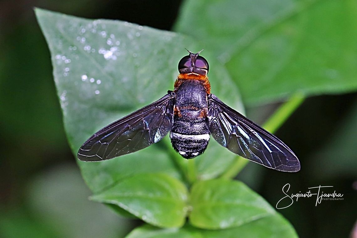 Bee Fly (Ligyra tantalus), Bombyliidae family  Fall,Geotagged,Indonesia,Ligyra tantalus