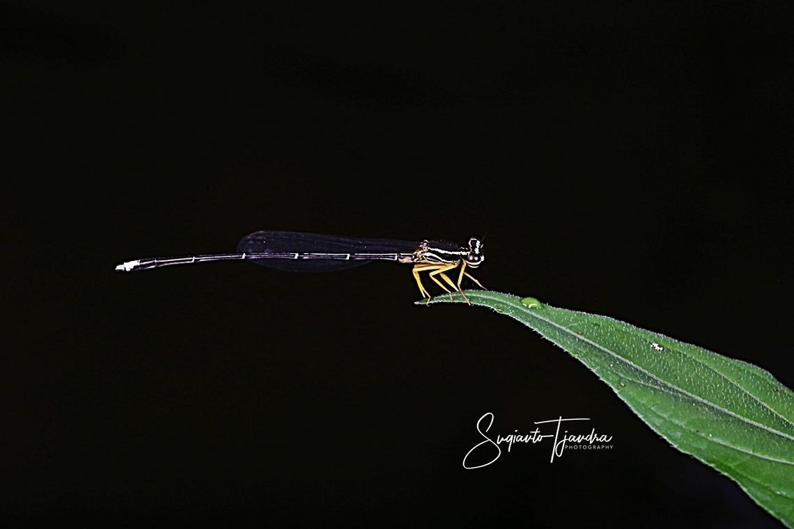 Yellow Bush Dart - Male, Copera marginipes Sp, family of Platycnemididae  Copera marginipes,Fall,Geotagged,Indonesia,Yellow bush dart