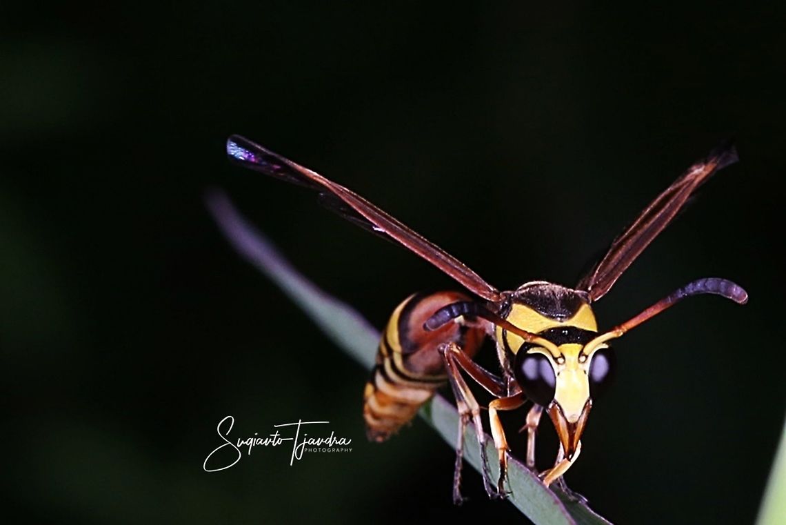 Yellow Potter Wasp (???)  Geotagged,Indonesia,Winter