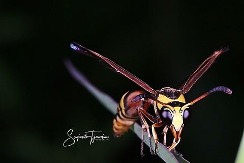 Yellow Potter Wasp (???)  Geotagged,Indonesia,Winter