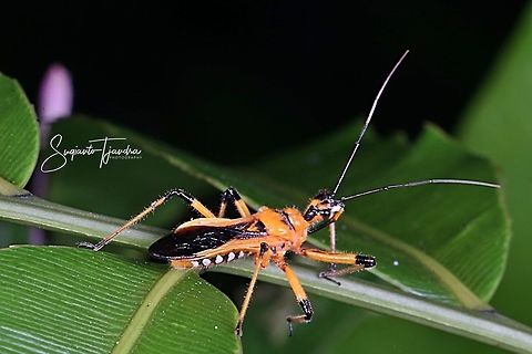 Yellow Assassin Bug, Reduviidae (???)  Cosmolestes picticeps,Geotagged,Indonesia,Winter