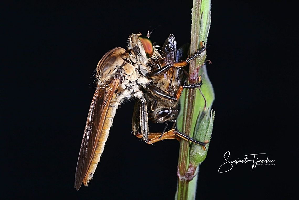 Robber fly, Asilidae Sp w/prey  Geotagged,Indonesia,Winter