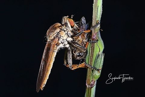 Robber fly, Asilidae Sp w/prey  Geotagged,Indonesia,Winter