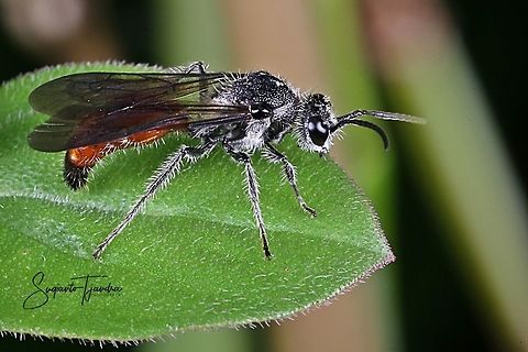 Larrini Wasp, Crabronidae Sp  Geotagged,Indonesia,Winter