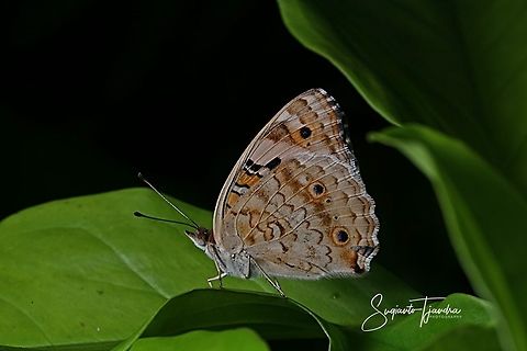 Blue pansy butterfly, Junonia orithya -female  Geotagged,Indonesia,Junonia orithya,Winter