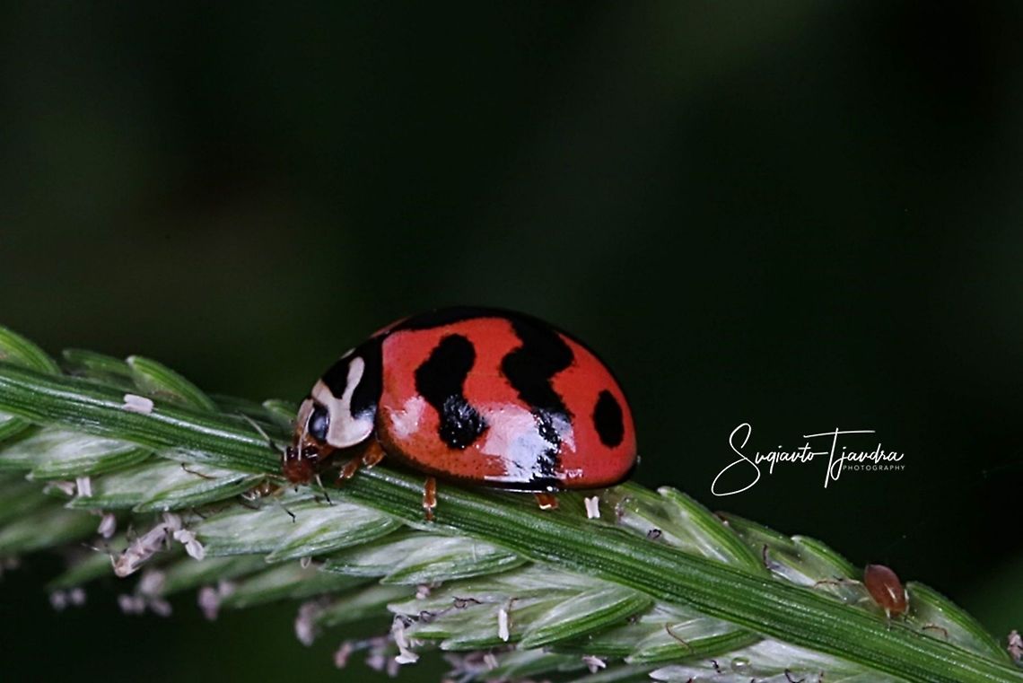 Cheilomenes sexmaculata  Cheilomenes sexmaculata,Geotagged,Indonesia,Winter,Zigzag Ladybird