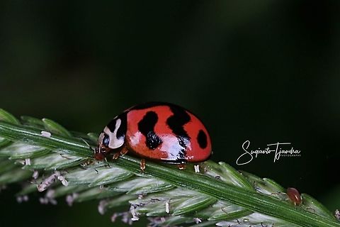 Cheilomenes sexmaculata  Cheilomenes sexmaculata,Geotagged,Indonesia,Winter,Zigzag Ladybird