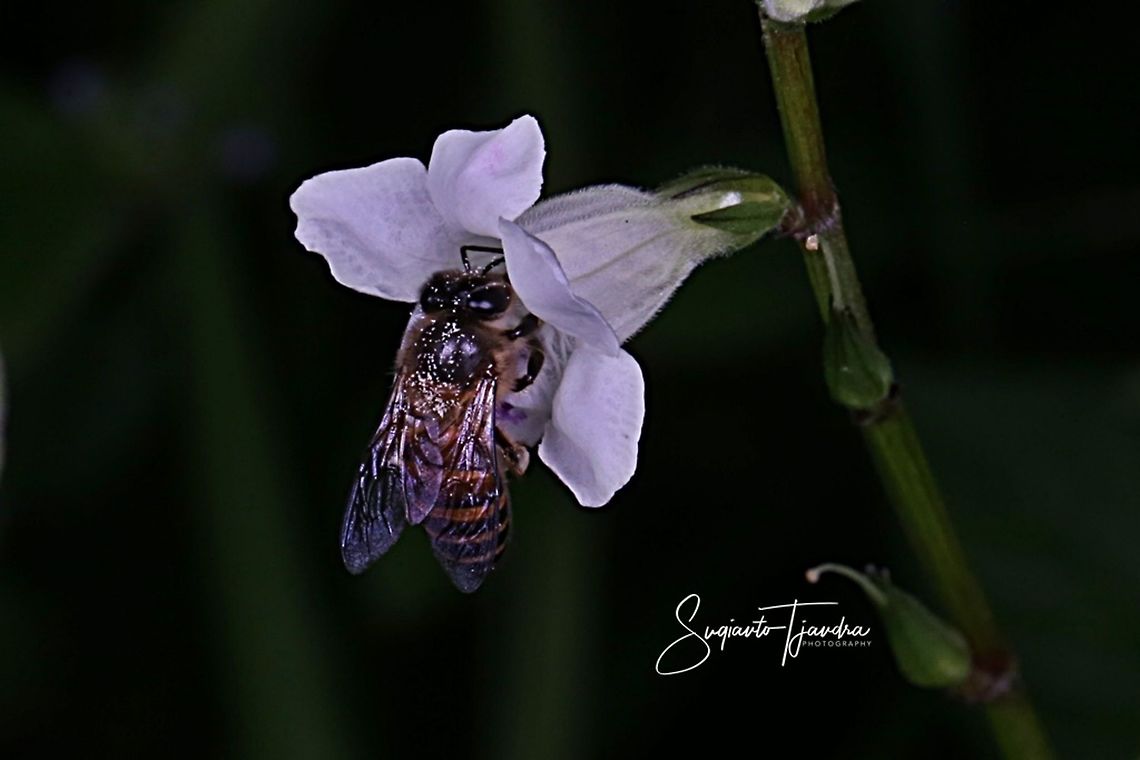 Honey bee  Geotagged,Indonesia,Winter