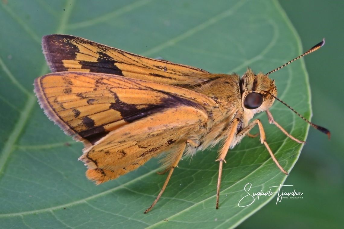 Skipper Butterly, Telicota Besta  Geotagged,Indonesia,Telicota besta,Winter